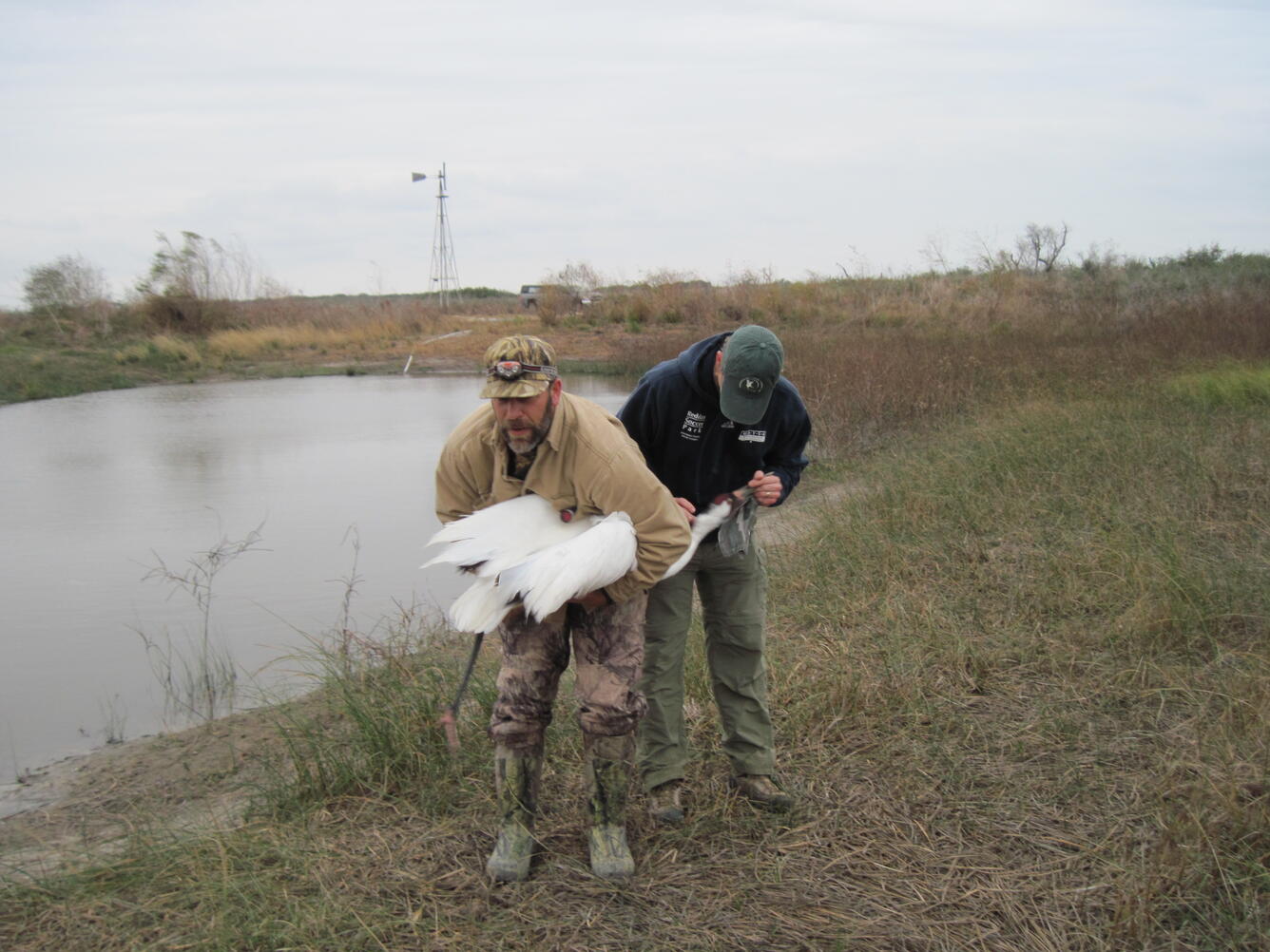 Wildlife biologist and veterinarian preparing to release a whooping crane. 