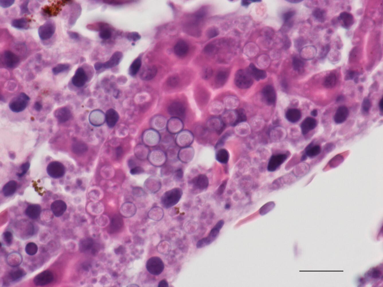 Frog liver with SPI