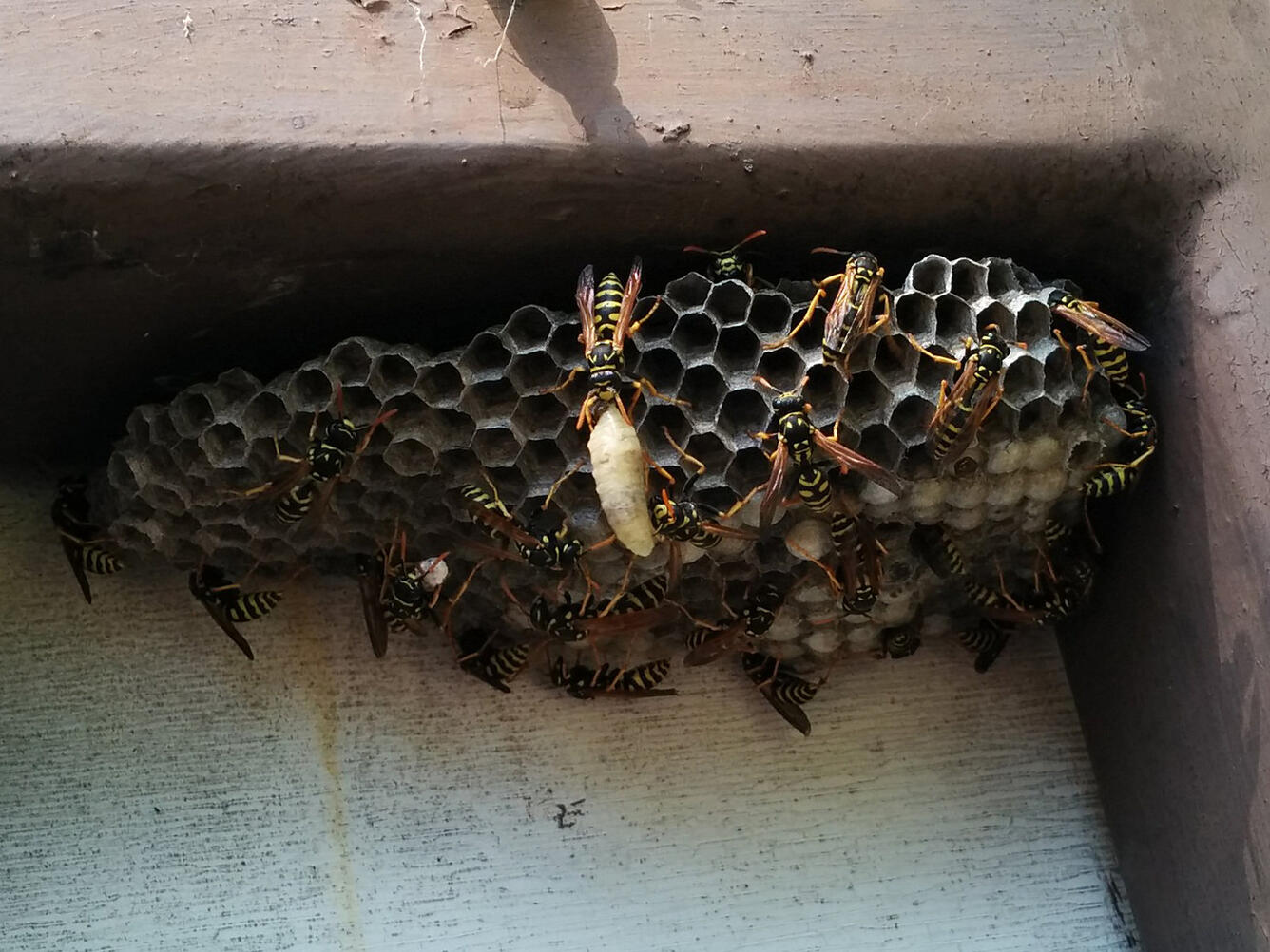 Wasps building a nest