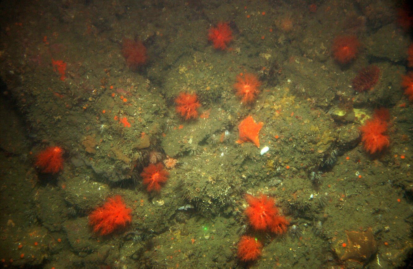 Seafloor photo with seastars