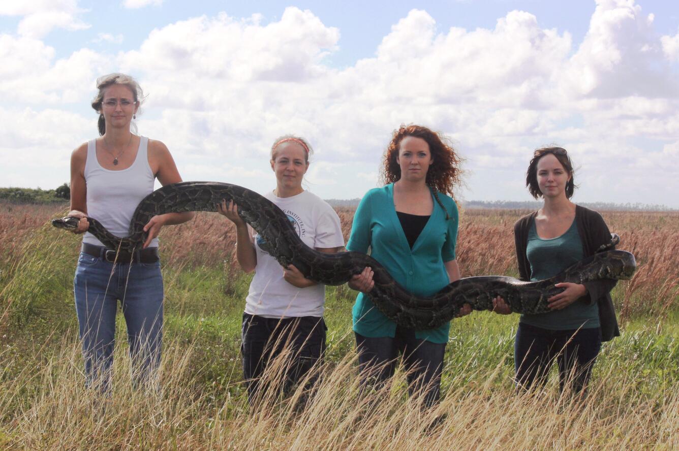 Jillian Josimovich, Sarah Moy, Molly Conway, and Kaycee Faunce (L-R), hold a large Burmese python (Python molurus bivittatus).