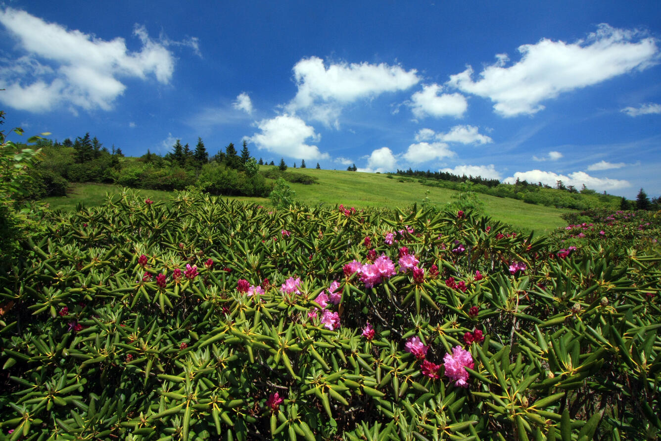 Catawba rhododendron blooming at Round Bald, NC