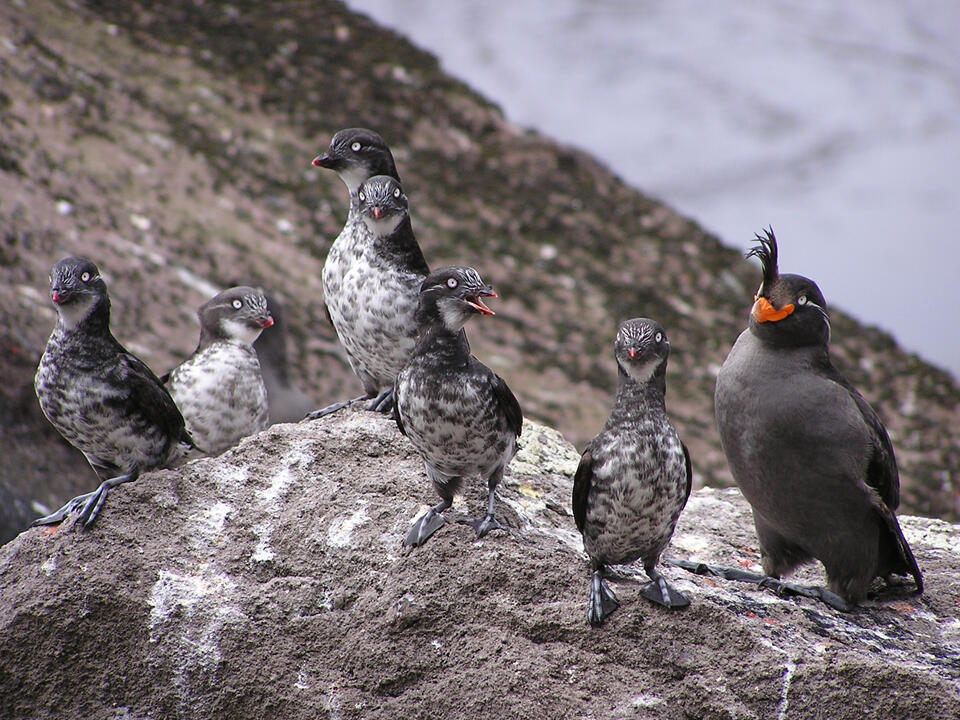 Six Least Auklets and one Crested Auklet sitting on Kasatochi Volcano