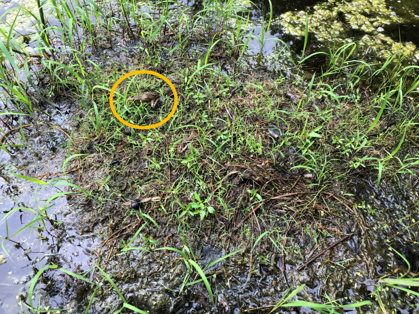 View of ground covered in leaf litter with a camouflaged American toad with a yellow circle.