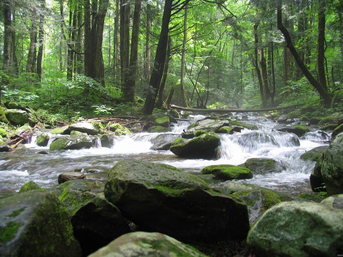 Cosby Creek