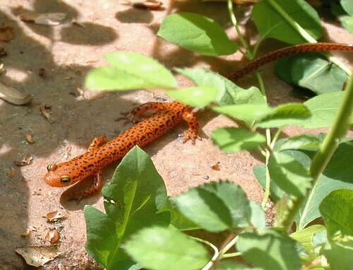 Orange long-tailed salamander with black spots on sandy ground partially hidden by leaves.