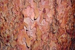 Ponderosa Pine