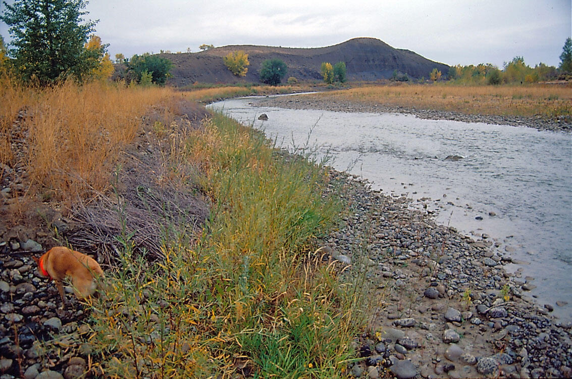 North Fork Gunnison River near Hotchkiss, October 2001