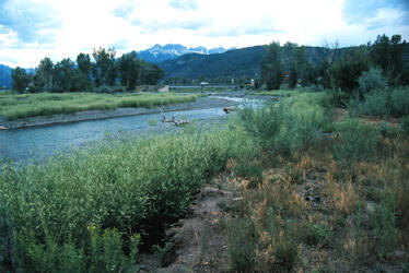 Uncompahgre River at Ridgway, July 2004