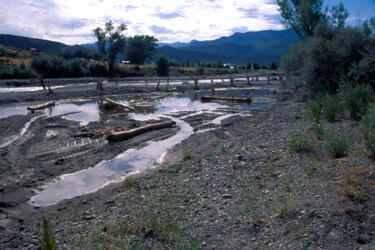 Uncompahgre River at Ridgway, July 2004