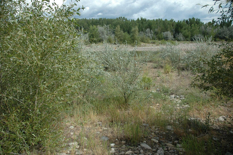 North Fork Gunnison River near Hotchkiss - August 2005