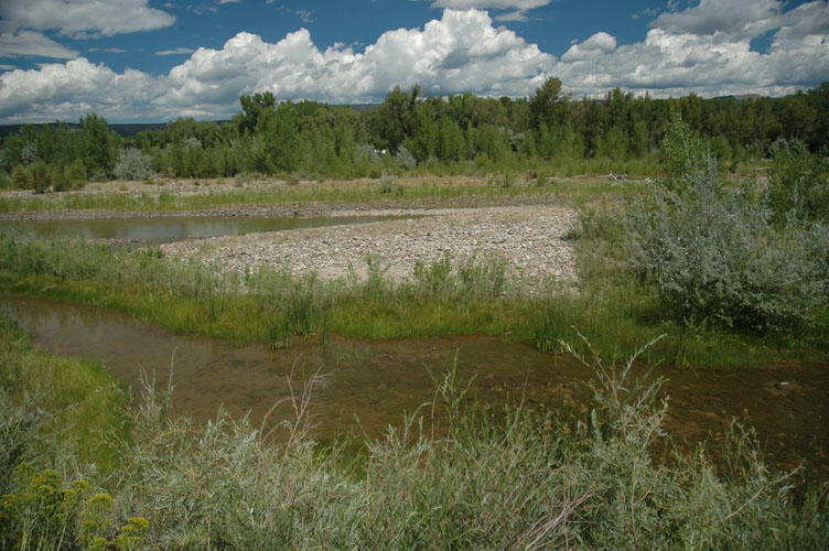 North Fork Gunnison River near Hotchkiss, August 2005