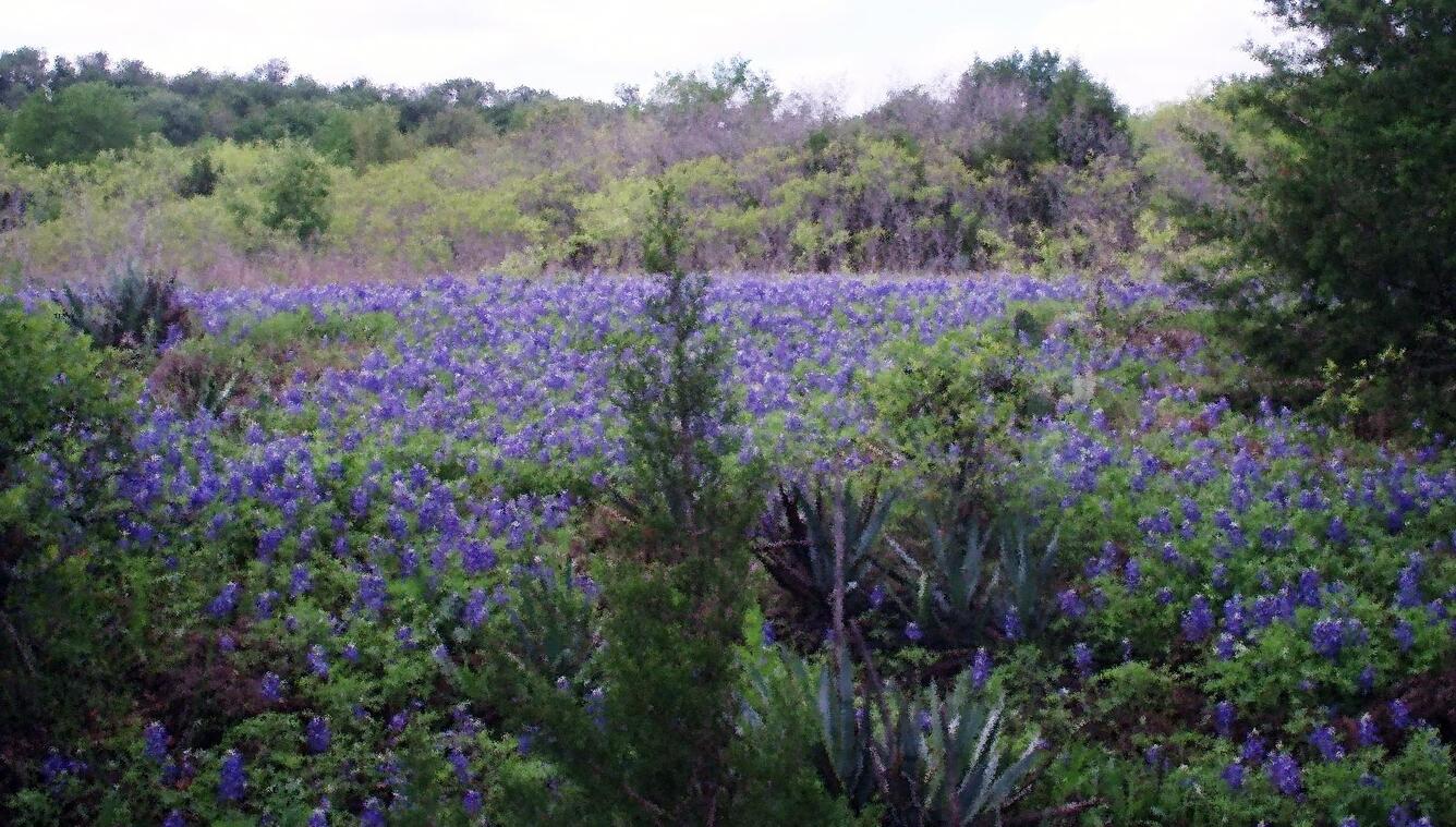 Texas bluebonnets