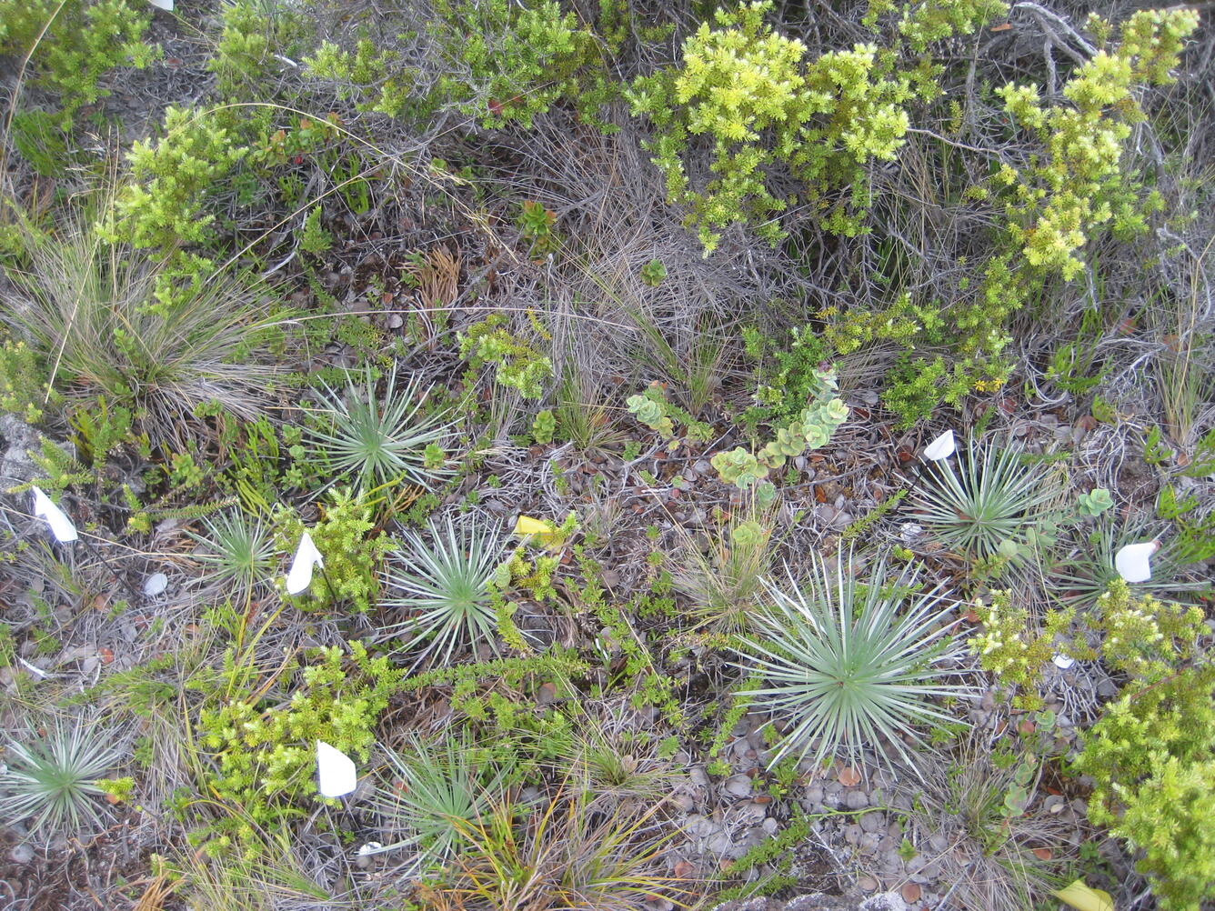 Native plants at Kahuku