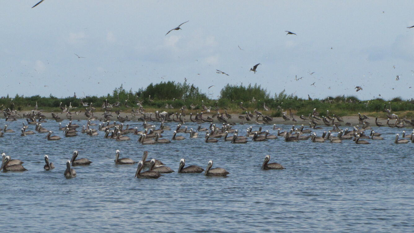 2014-08_Integrating Mapping and Modeling to Support the Restoration of Bird Nesting Habitat_