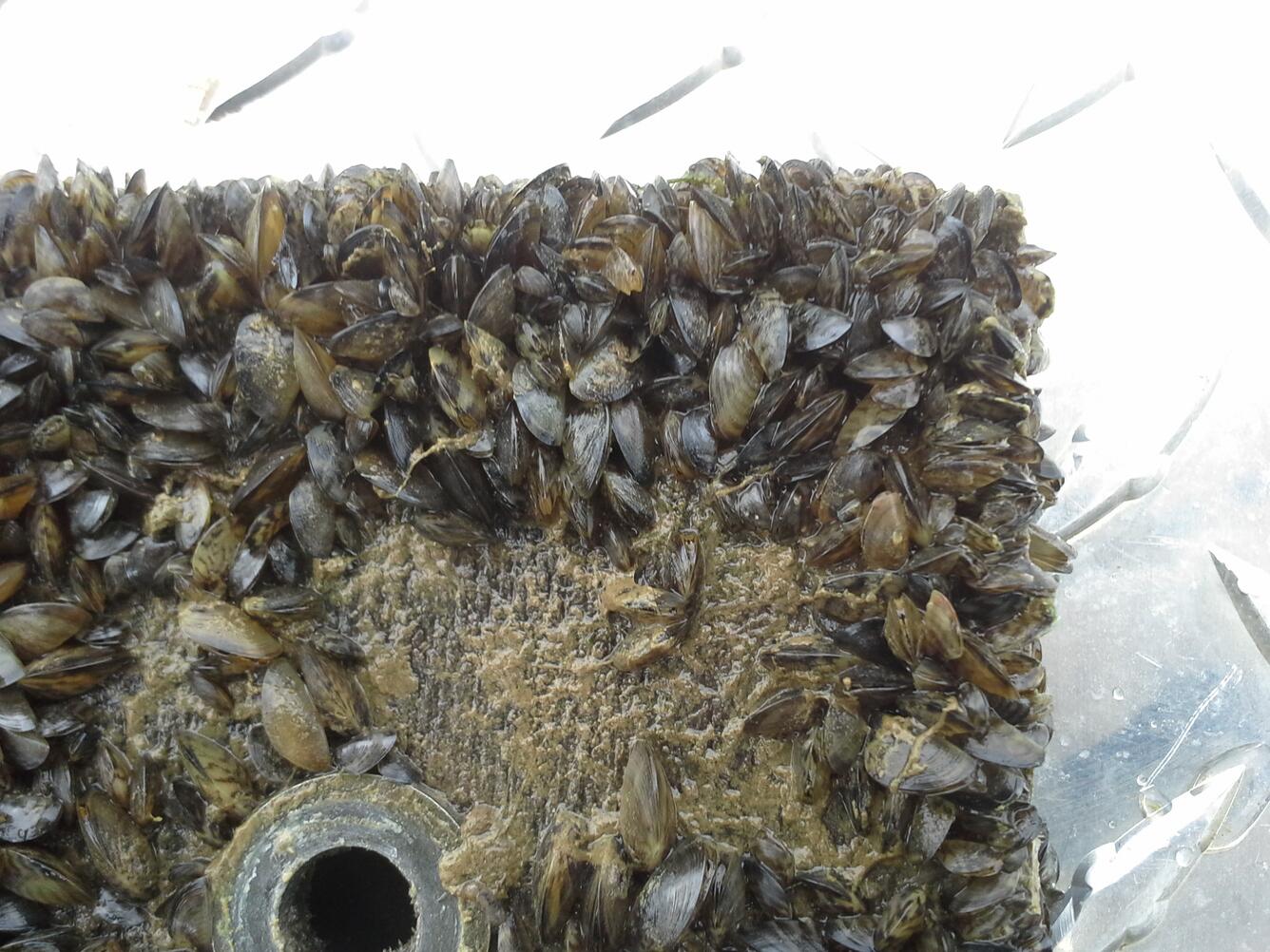 Zebra Mussels in Roy Roberts Lake