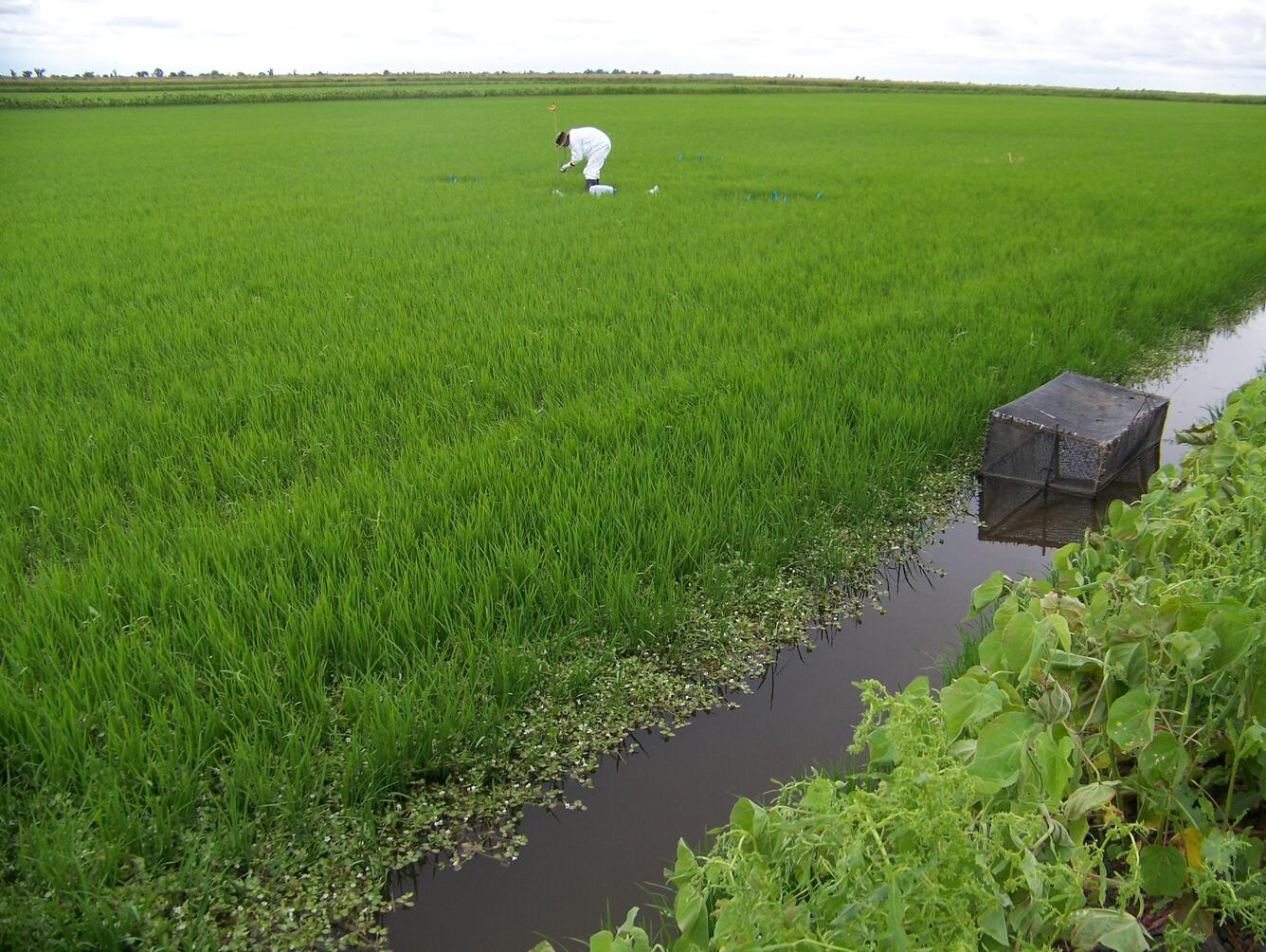 USGS scientist sampling rice field in Yolo Bypass