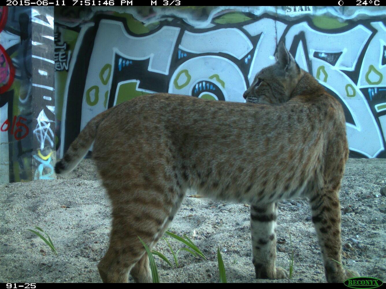 Bobcat, Lynx rufus, captured via a motion triggered wildlife camera using a California highway drainage underpass.  
