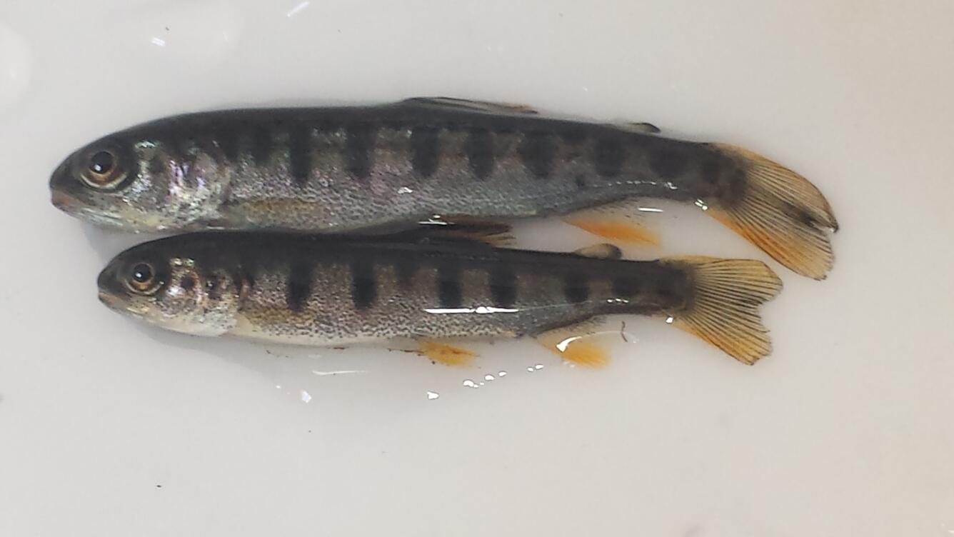 Fish examined during PNSQA ecological survey