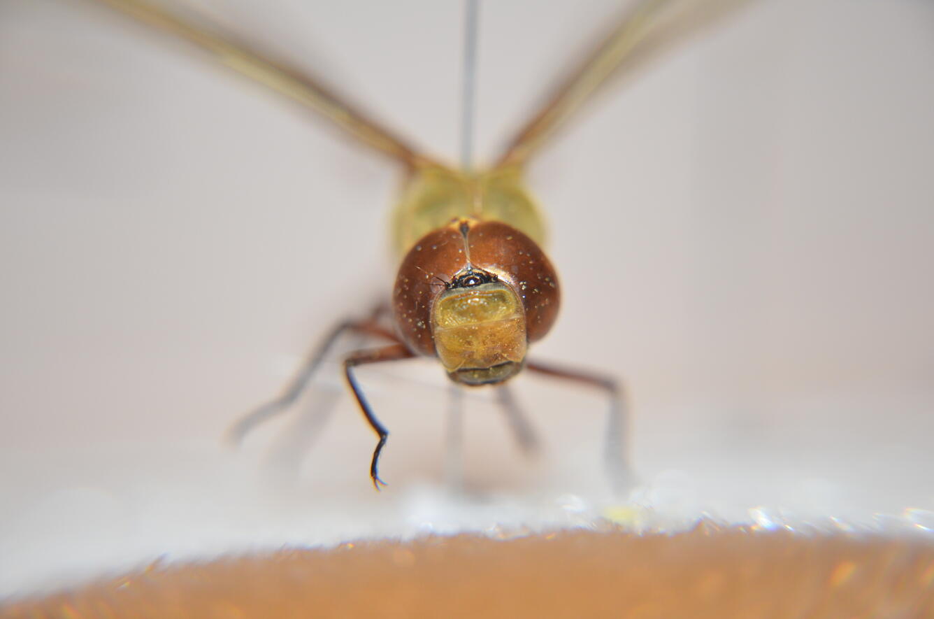 Dragonfly