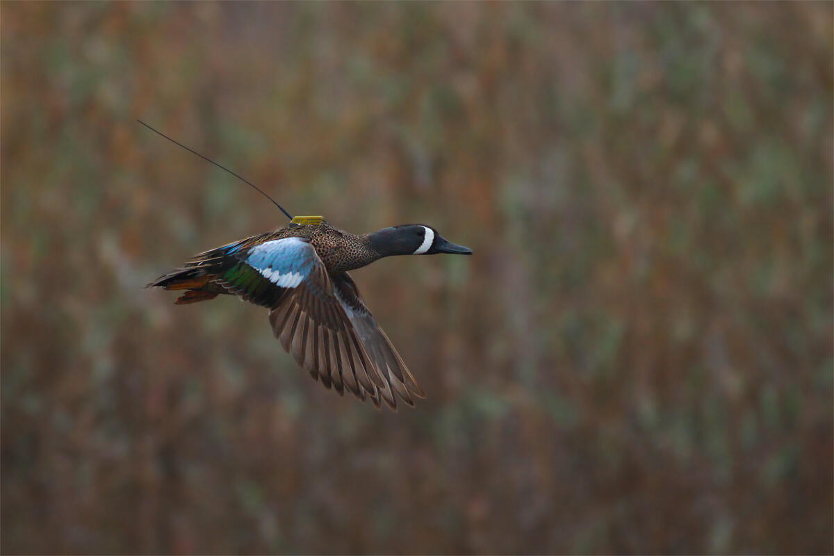 Blue-winged Teal flying with a satellite transmitter
