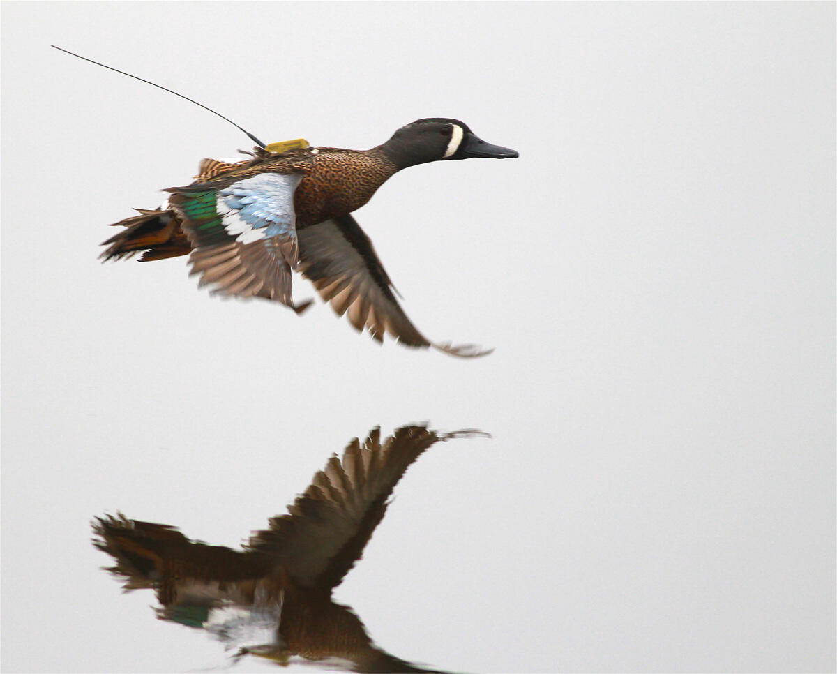 Blue-winged Teal over water with a satellite transmitter