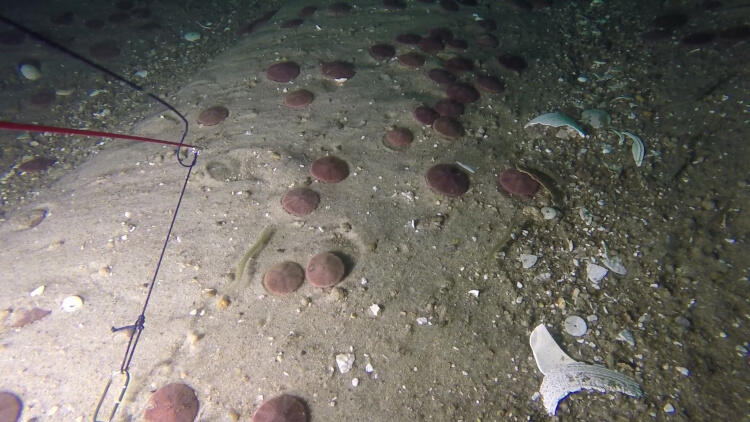 Browse graphic for data release of Stellwagen Bank seabed