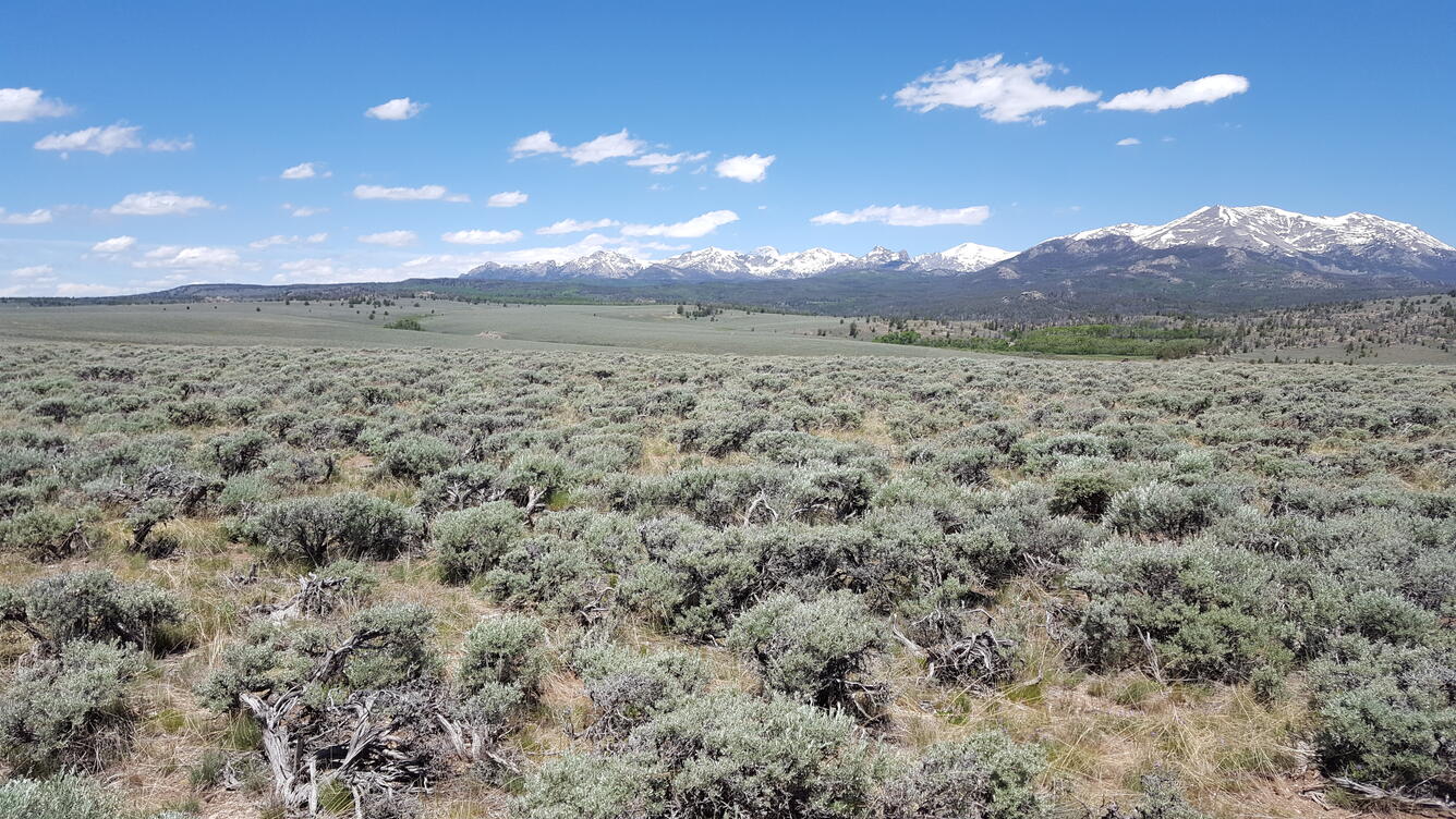 Sagebrush west of the Wind River Range in Wyoming. 