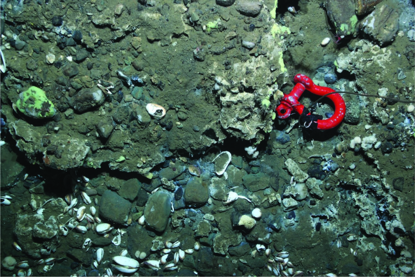 Underwater photo of the seafloor showing live clams and clam shells and a cable clamp for scale.