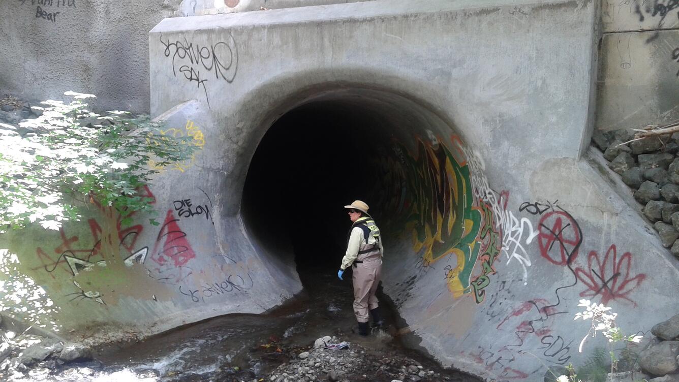 Ecological survey in urban drain pipe during CSQA