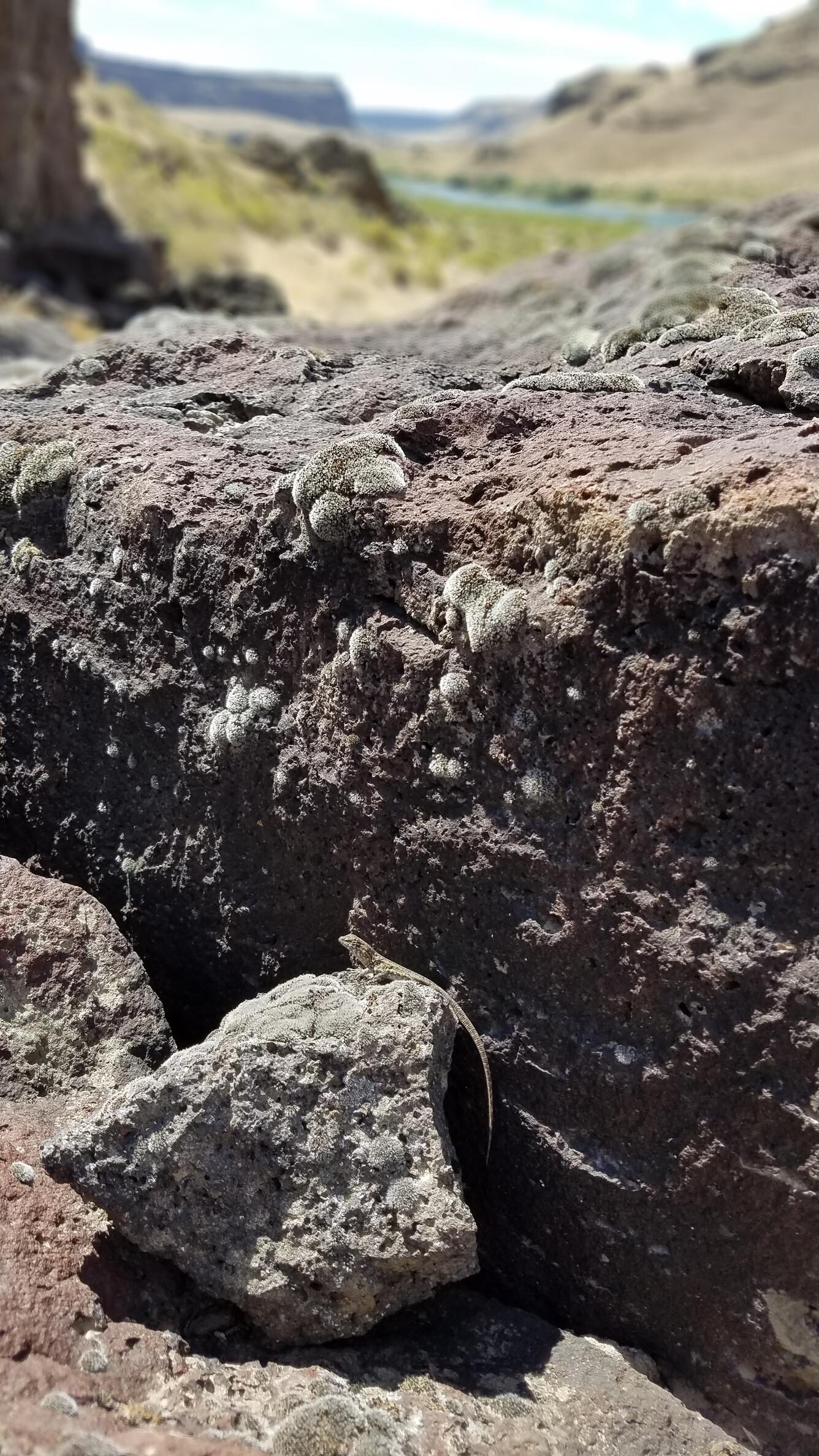 Side-blotched lizard