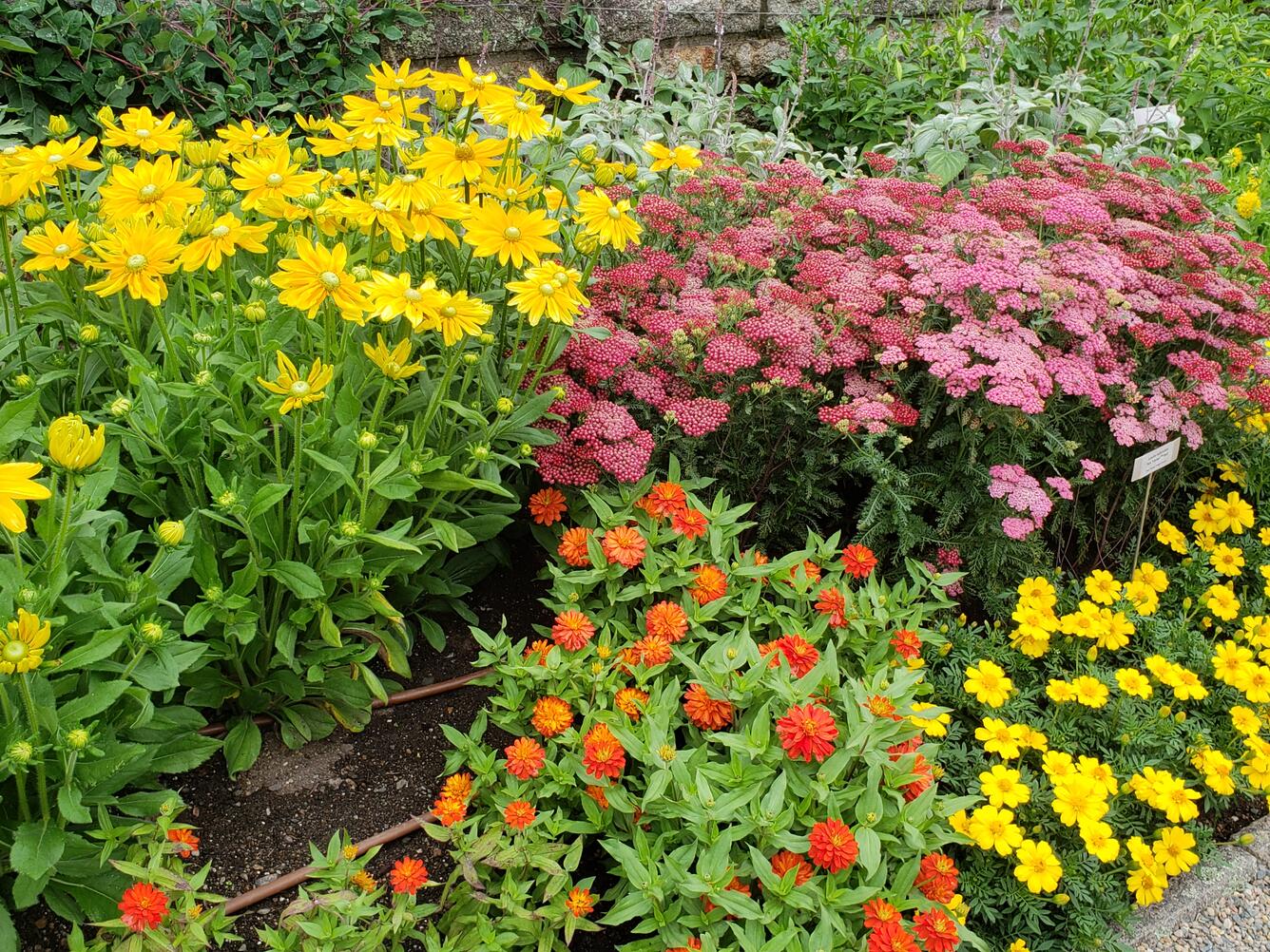 yellow_flowers