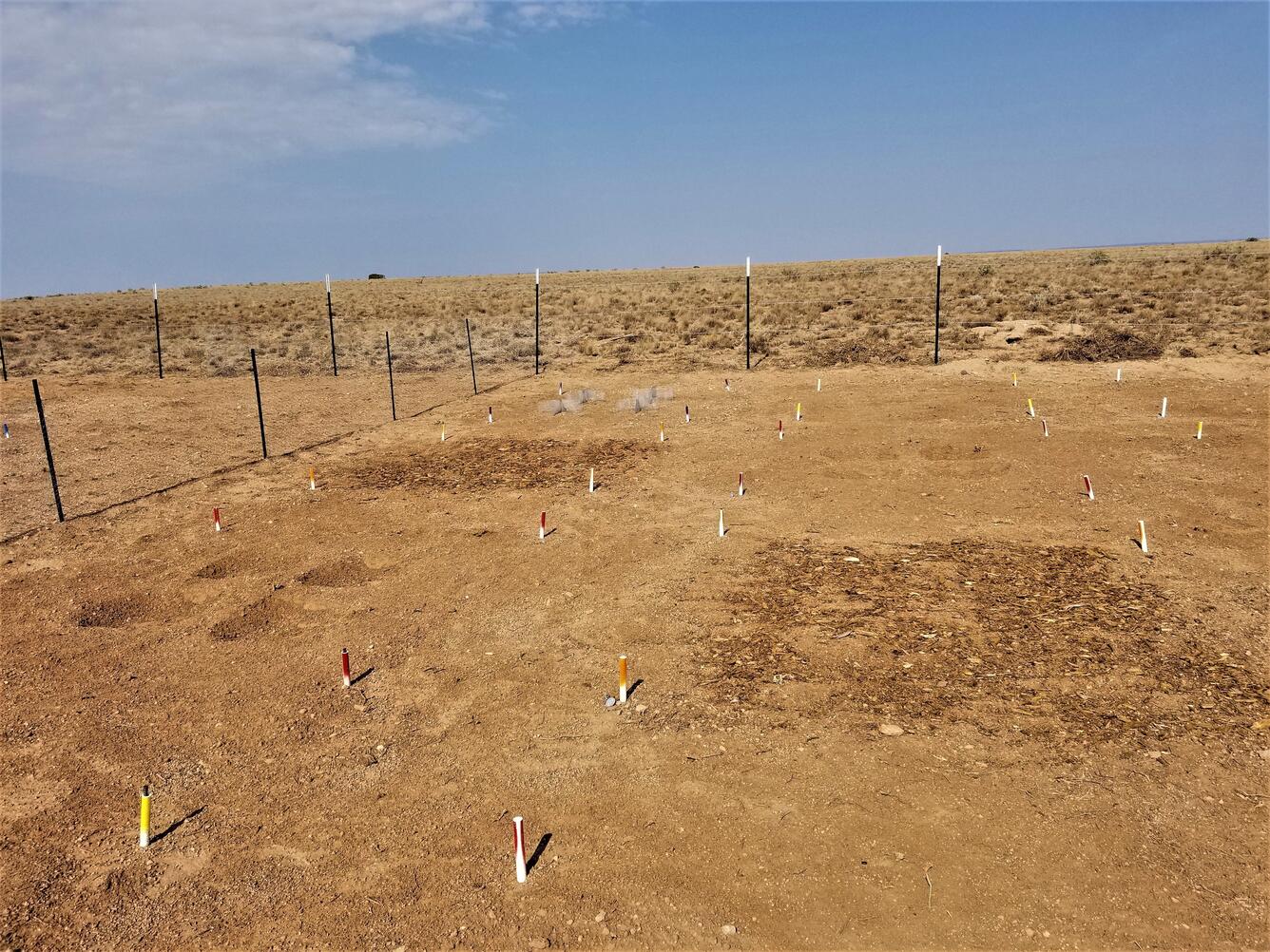 Bare ground with 2x2 meter square plots of various restoration treatments.