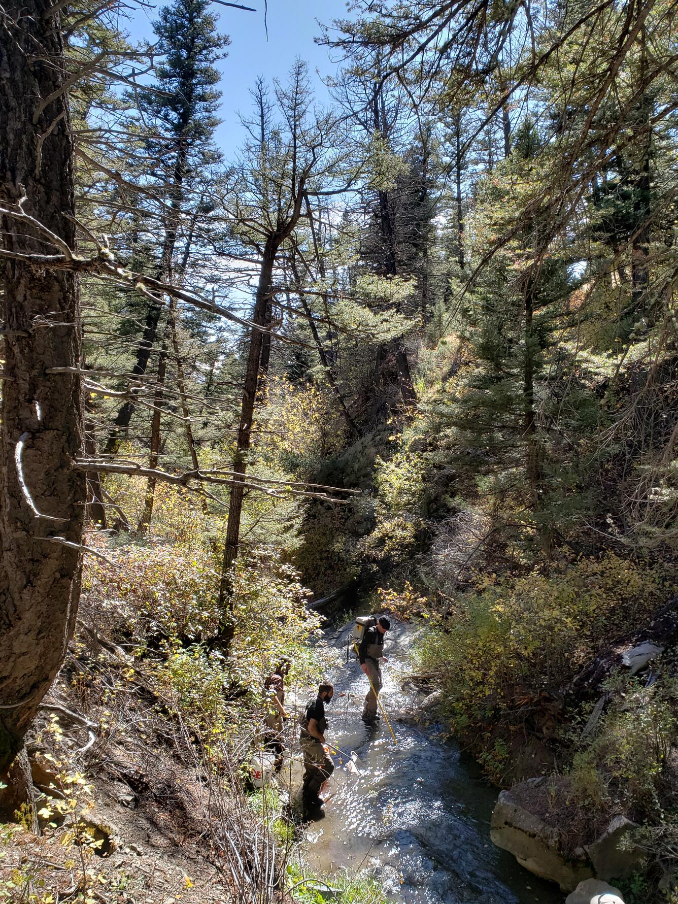 Researchers use backpack electrofishing to sample fish 