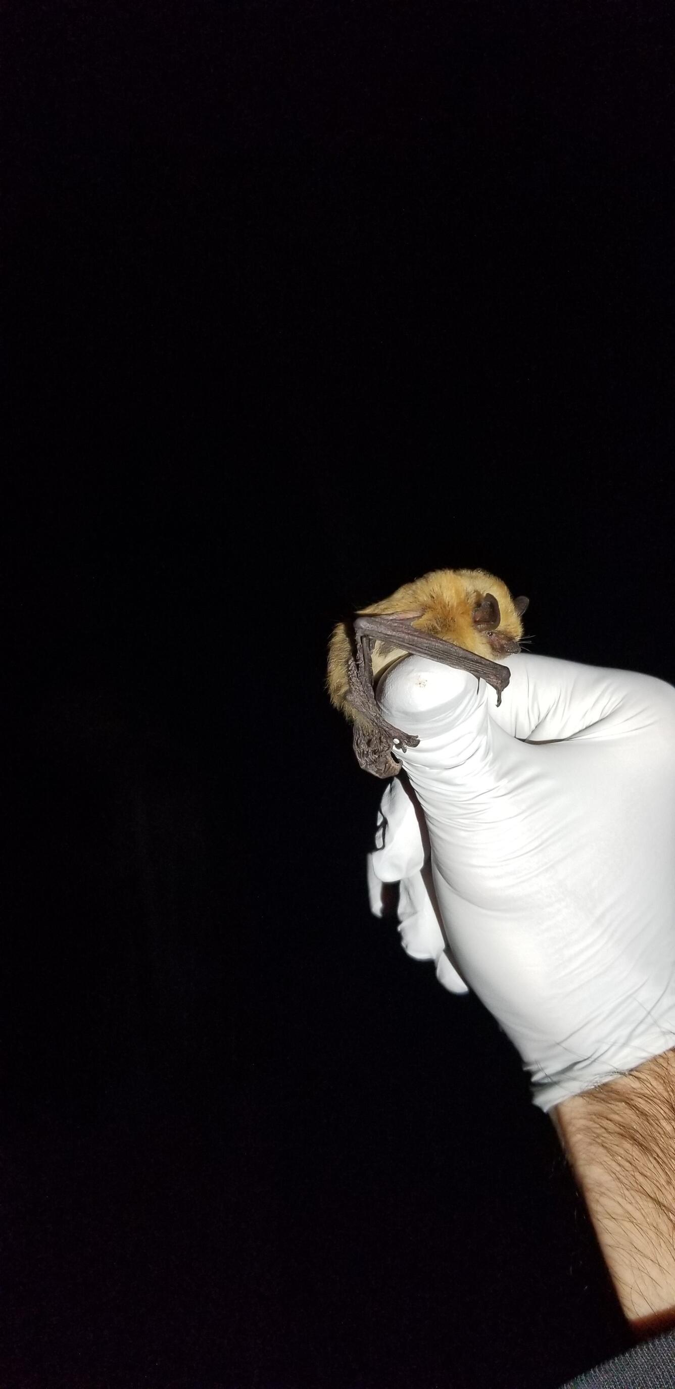 Small bat in gloved hand