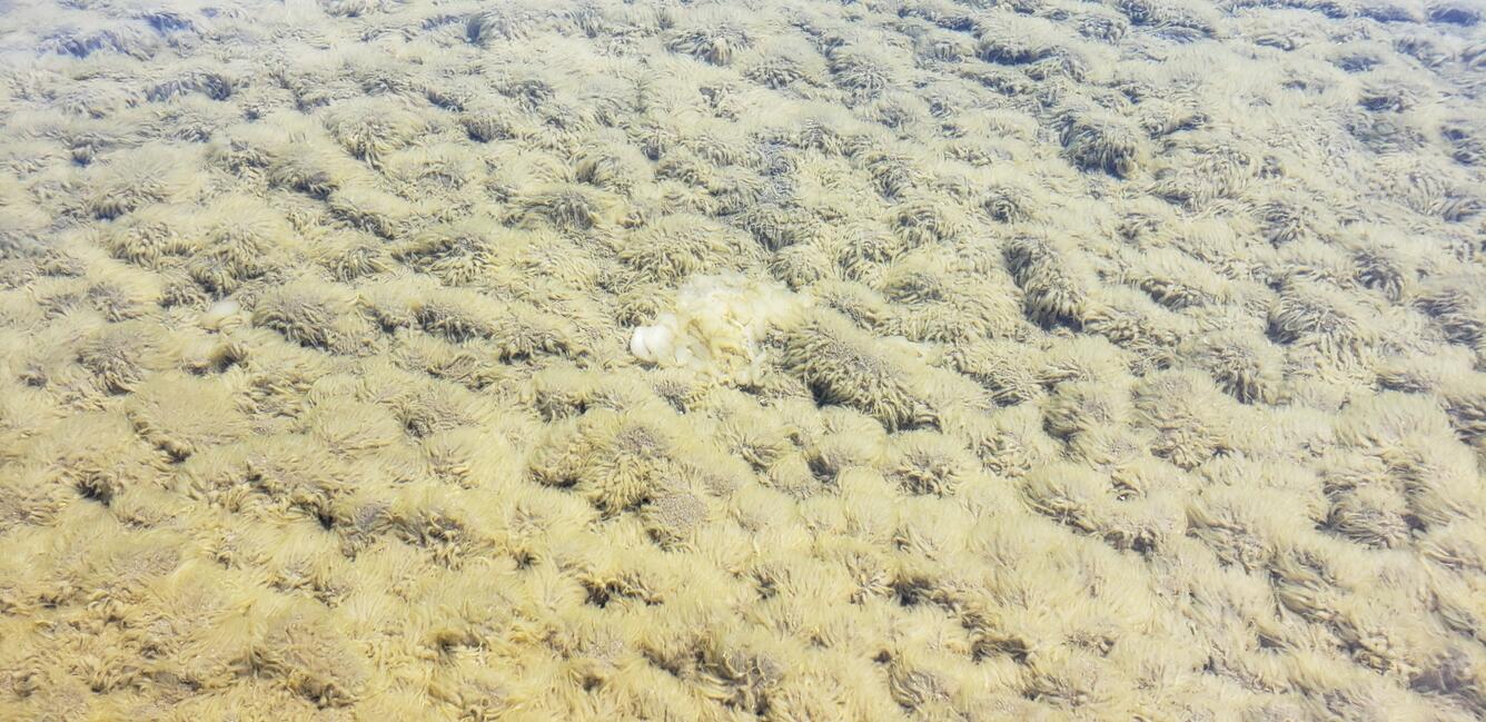 Periphyton along the nearshore of Lake Tahoe