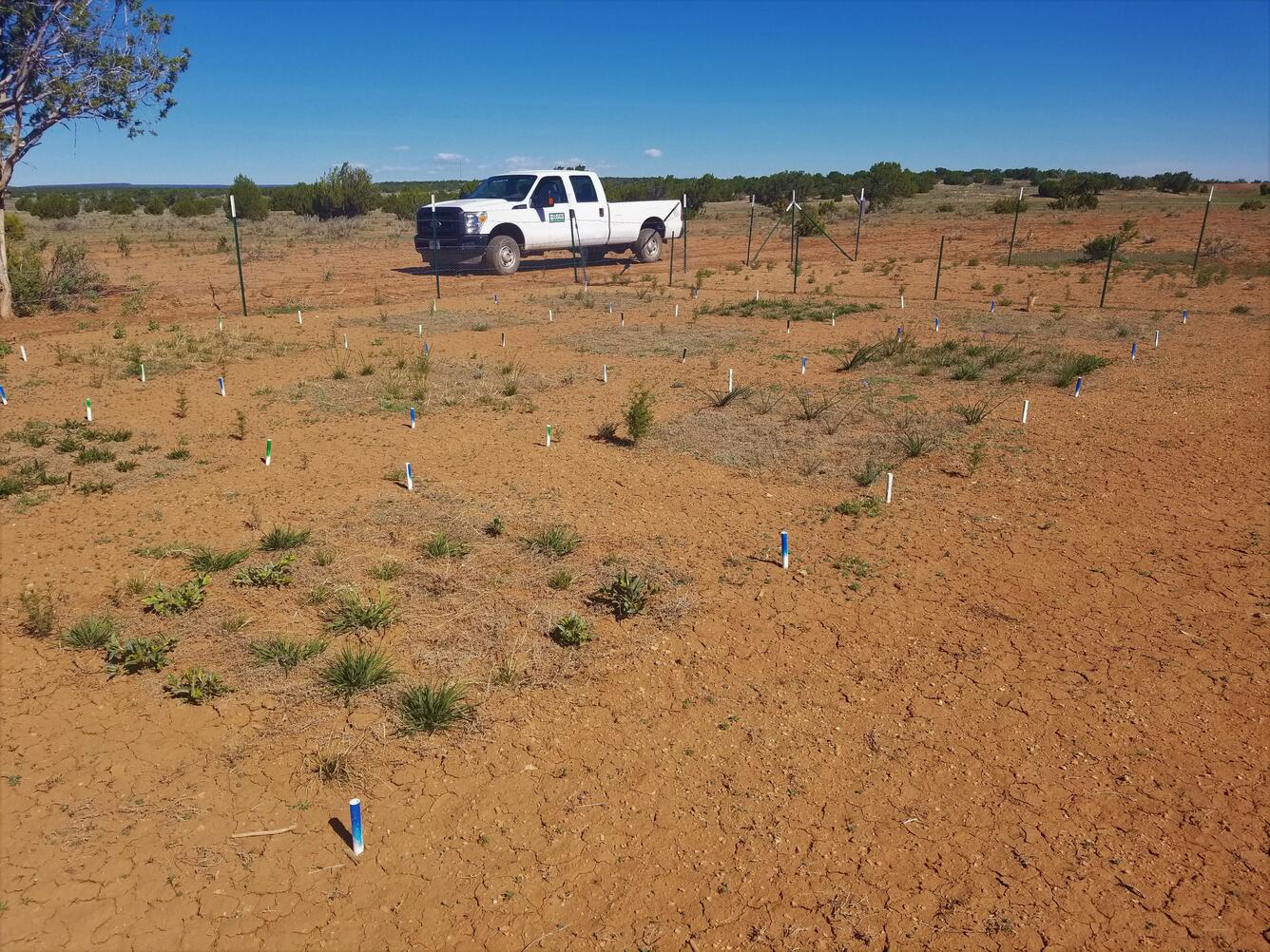 Plants in an experimental garden