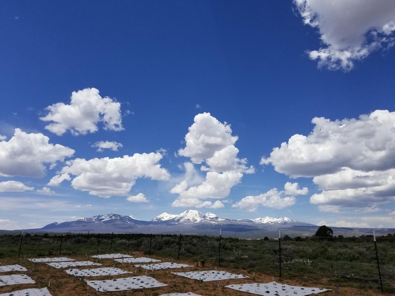 An experimental garden nestled against the La Salle Mountains in Utah.
