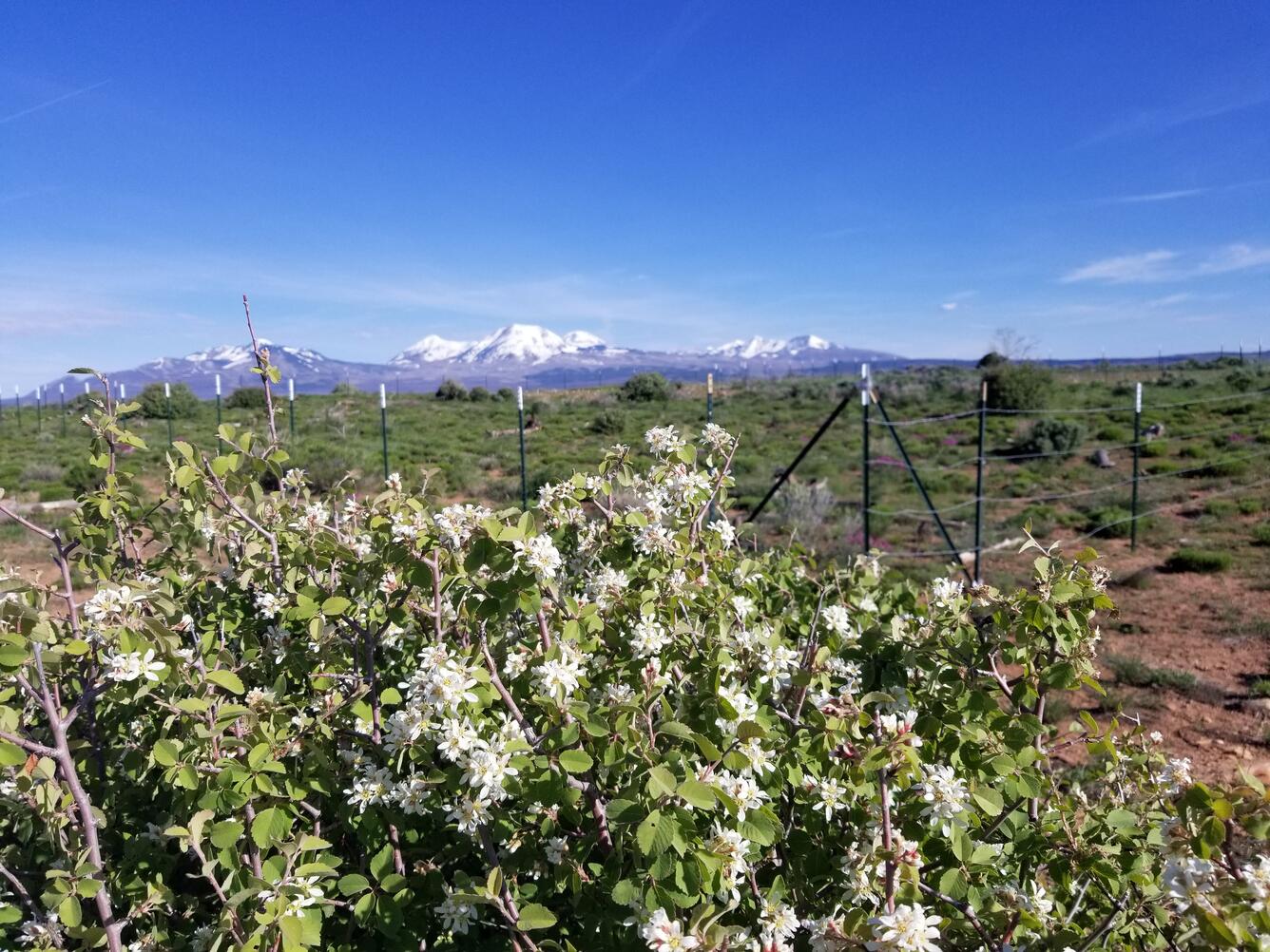 A restoration plant flowers in Utah