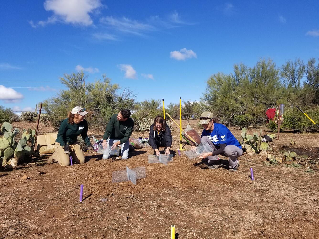 Group of land managers working together to build a restoration experiment in the Sonoran Desert.