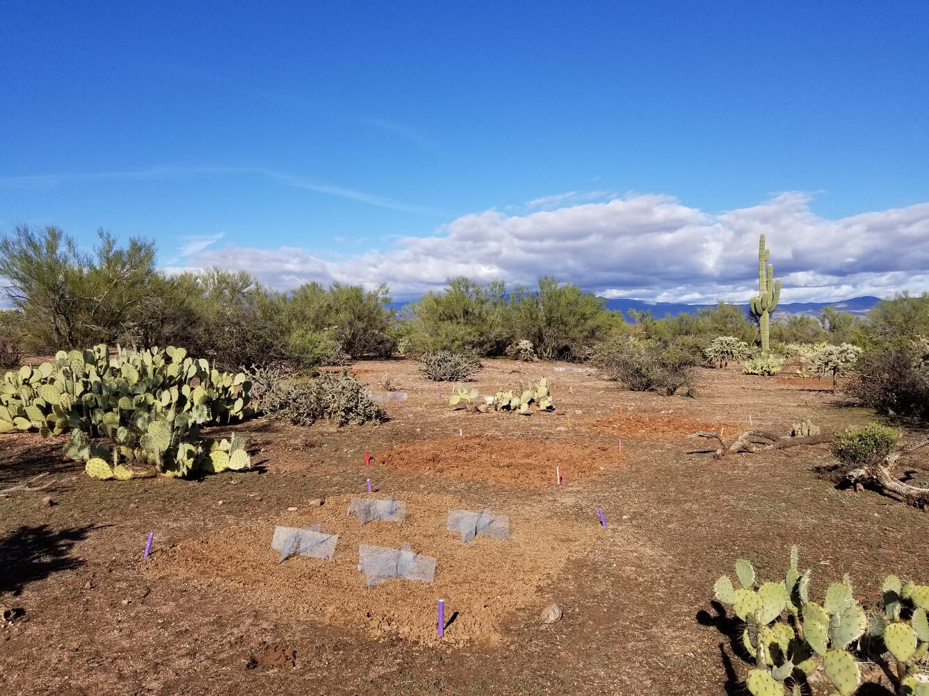 Experiment nestled in the Sonoran desert scrub with prickley pear and saguaro cactus.