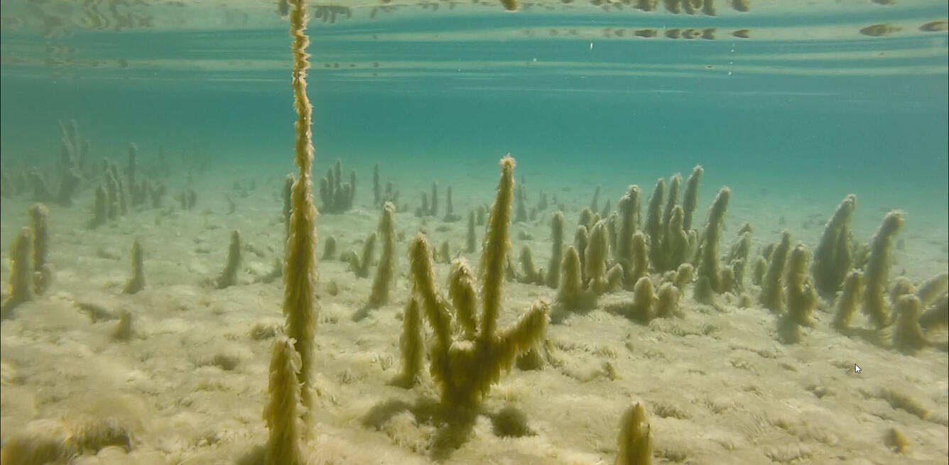 Periphyton along the nearshore of Lake Tahoe