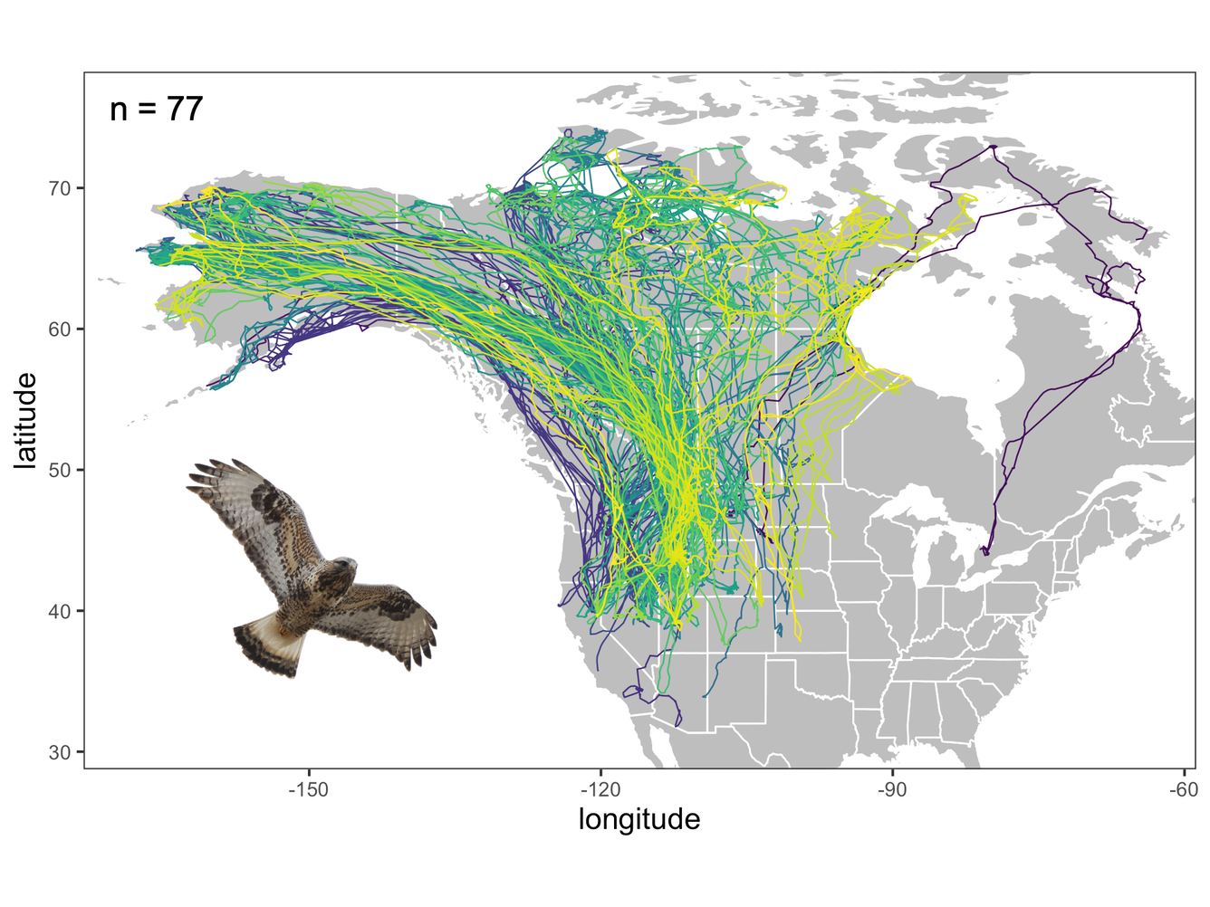 A map of North American showing the year-round GPS movements of 77 individual Rough-Legged Hawks tracked for at least one season