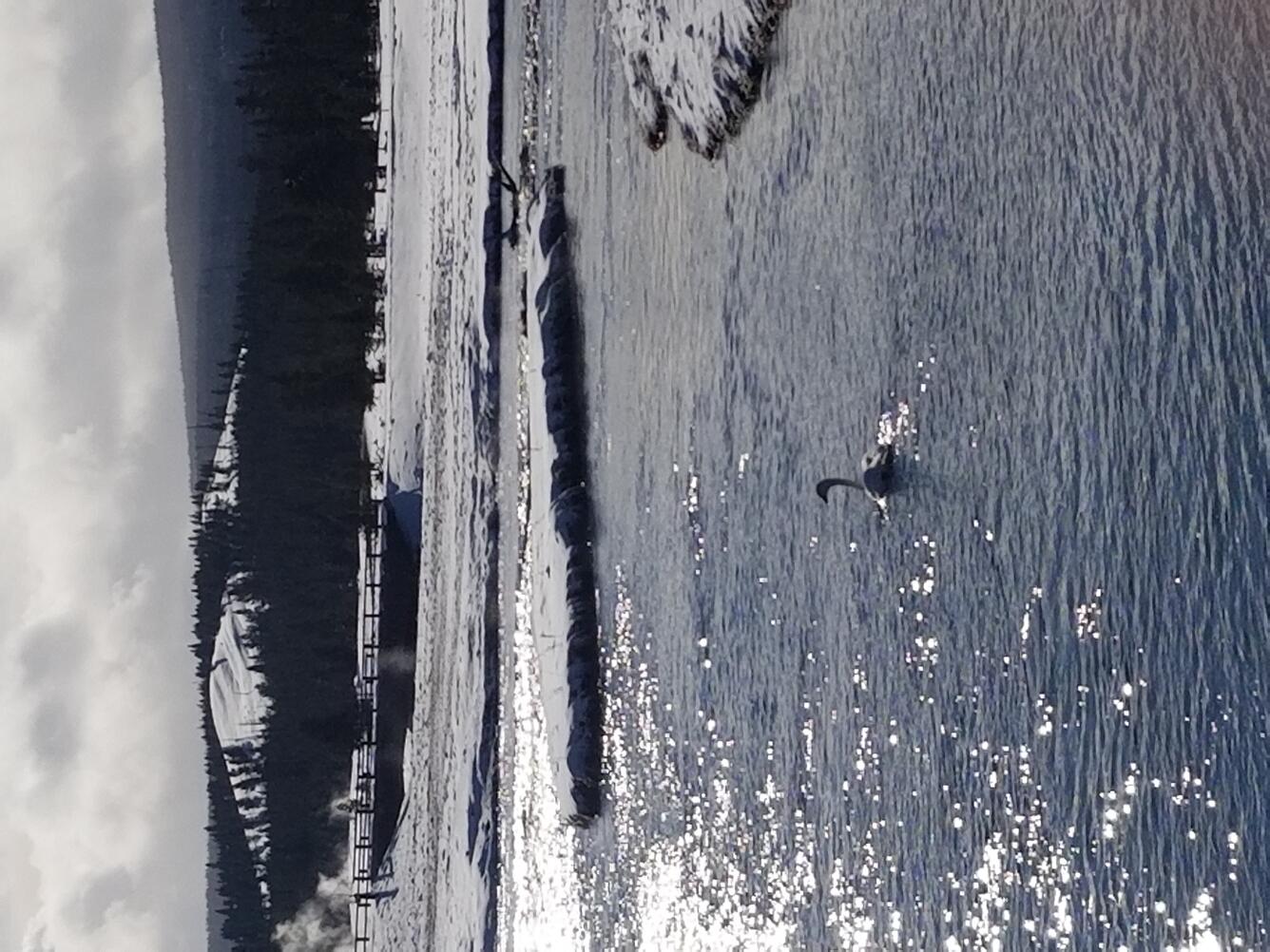 Yellowstone wildlife