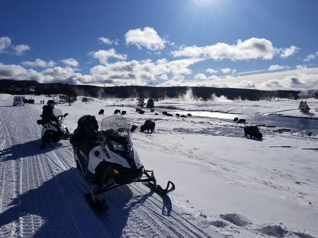 Yellowstone wildlife