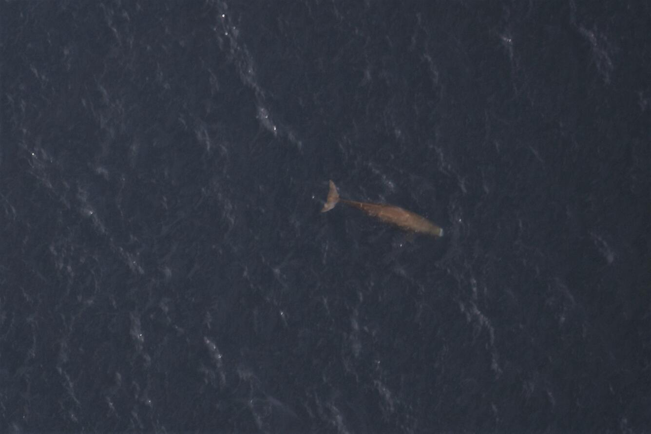 Sperm Whale just below the surface of the ocean, viewed from above