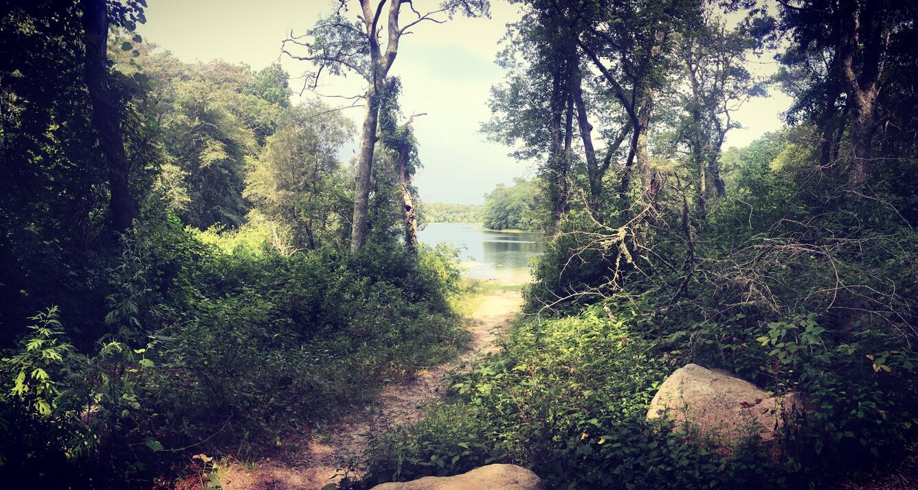 A groundwater and surface water sampling site in Cape Cod