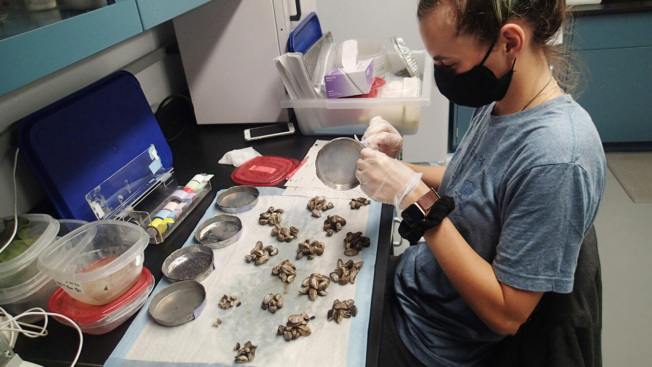 Counting and Measuring Invasive Dreissenid Mussels 