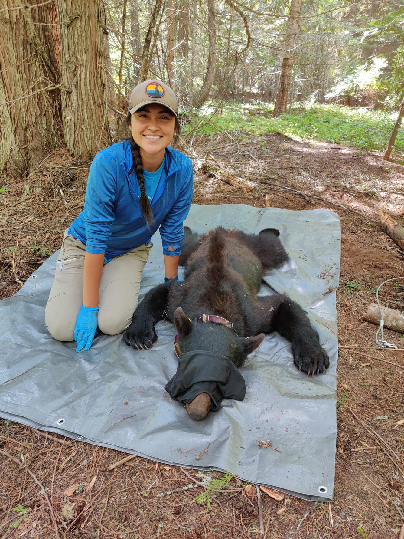 Black Bear Research in Northern Idaho