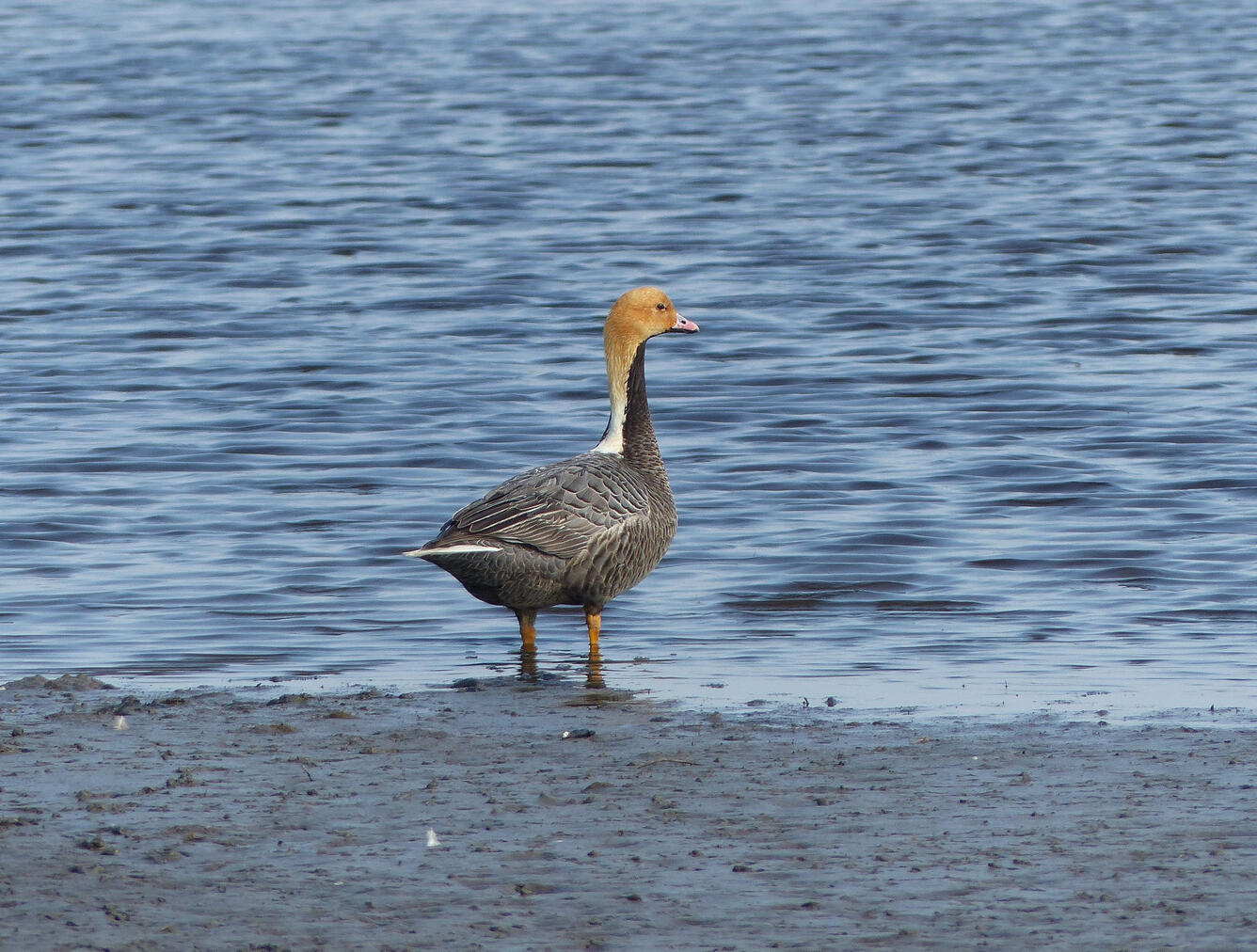 Emperor Goose, Yukon Delta National Wildlife Refuge